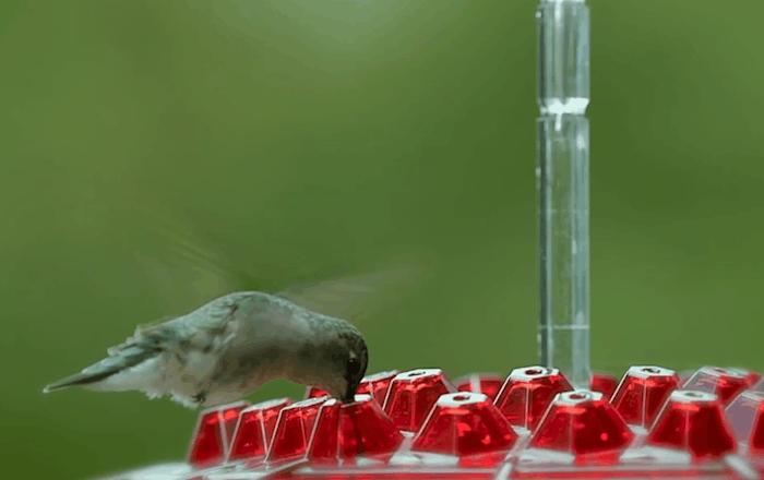 Outdoor Hanging Hummingbird Feeder with Ant Guard Nectar Tray