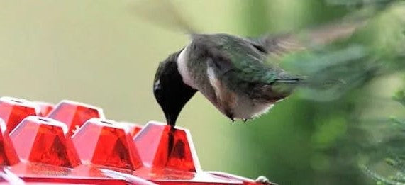 Outdoor Hanging Hummingbird Feeder with Ant Guard Nectar Tray
