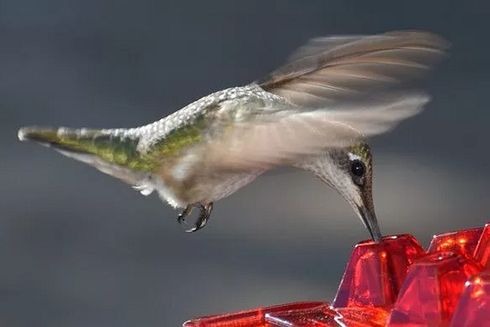 Outdoor Hanging Hummingbird Feeder with Ant Guard Nectar Tray