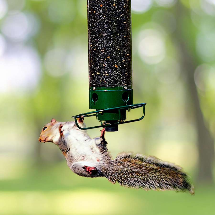 Hanging Bird Feeder with Squirrel Guard Seed Tube Feeder