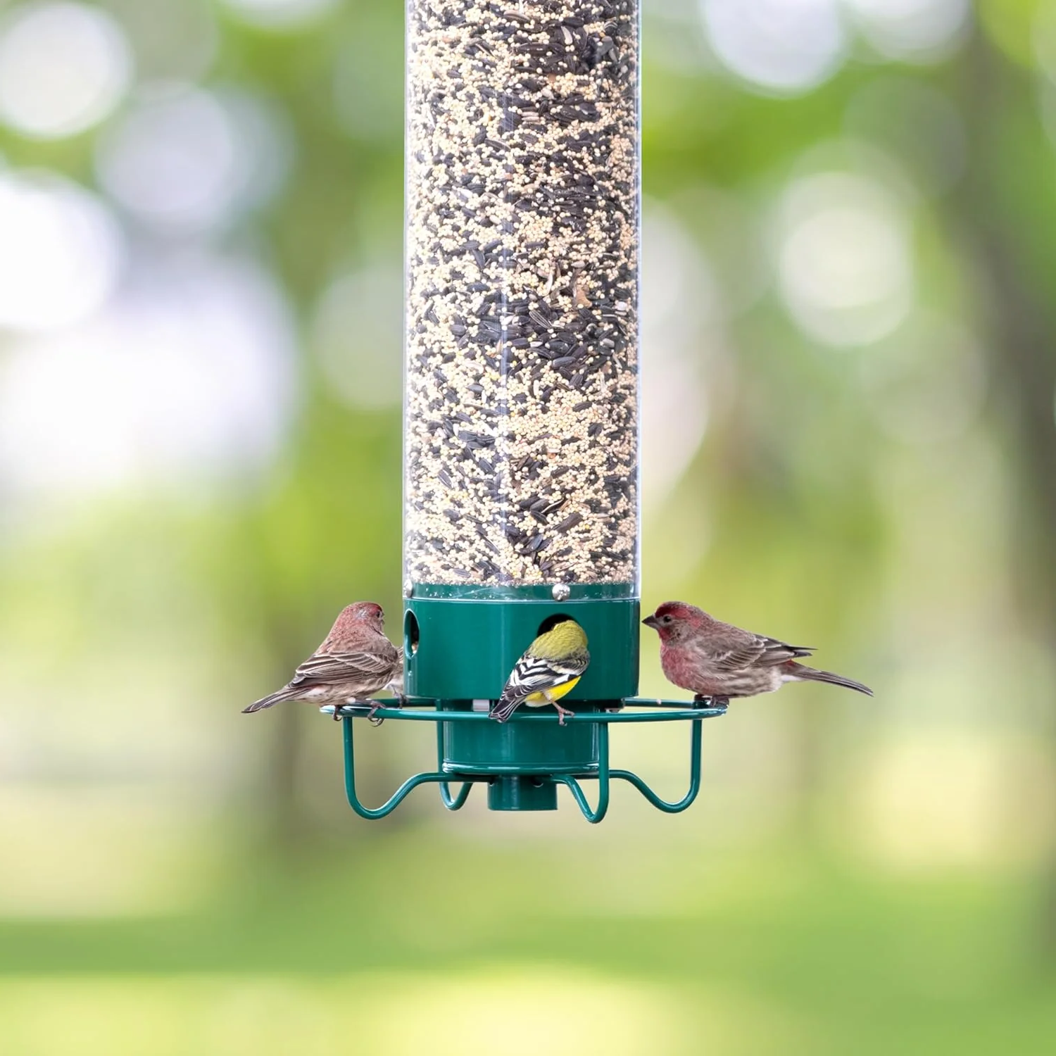 Hanging Bird Feeder with Squirrel Guard Seed Tube Feeder