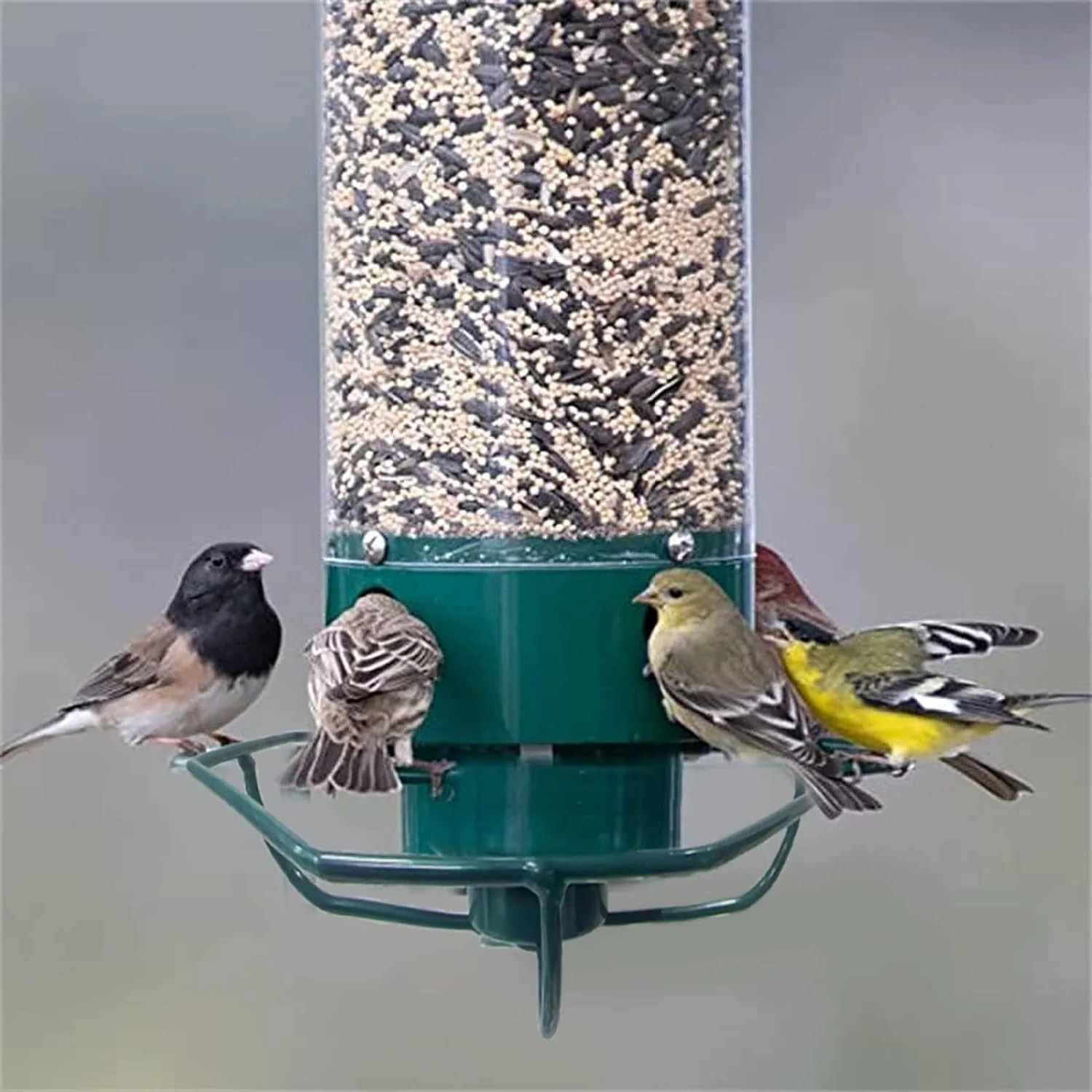 Hanging Bird Feeder with Squirrel Guard Seed Tube Feeder